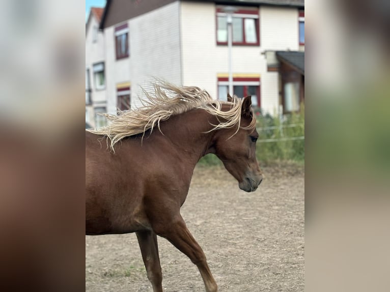 Arabo Beduino (Asil) Stallone 3 Anni 145 cm Sauro scuro in Niedersachsen