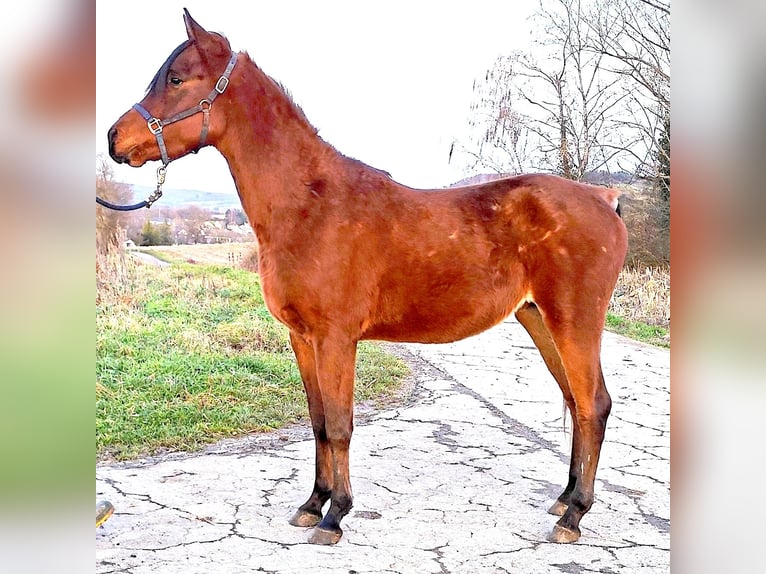 Arabo Beduino (Asil) Stallone 3 Anni 148 cm Baio in Gersheim