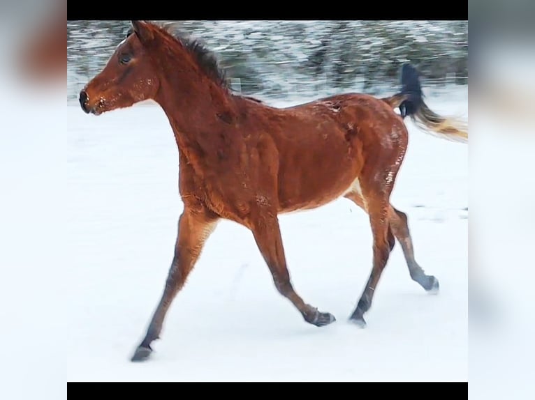 Arabo Beduino (Asil) Stallone 3 Anni 148 cm Baio in Gersheim