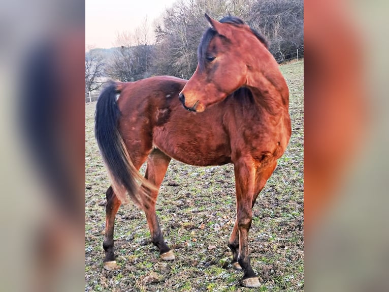 Arabo Beduino (Asil) Stallone 3 Anni 148 cm Baio in Gersheim