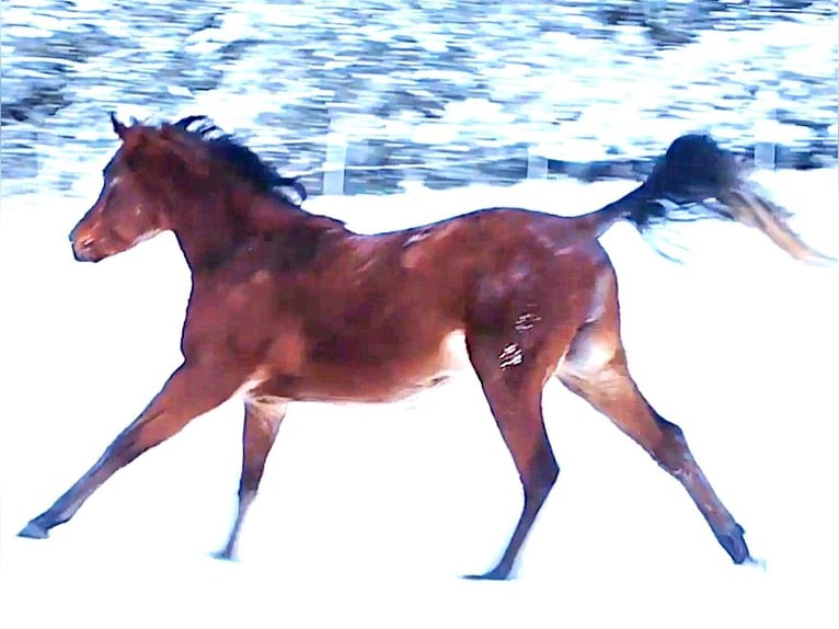 Arabo Beduino (Asil) Stallone 3 Anni 148 cm Baio in Gersheim