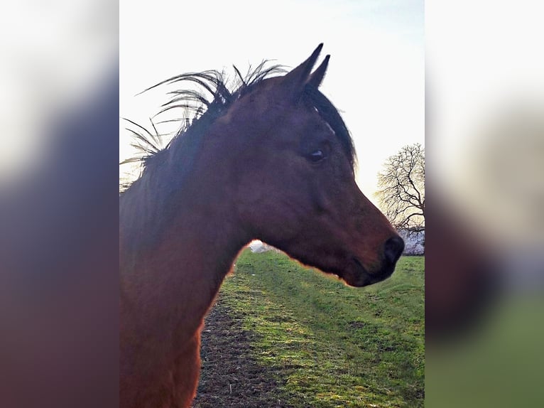 Arabo Beduino (Asil) Stallone 3 Anni 148 cm Baio in Gersheim
