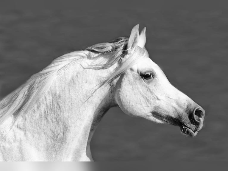 Arabo Beduino (Asil) Stallone 4 Anni 155 cm Grigio in Gersheim