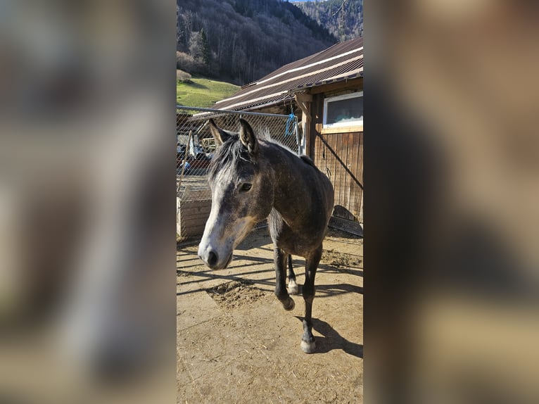 Arabo Beduino (Asil) Stallone 5 Anni 148 cm Può diventare grigio in Matt