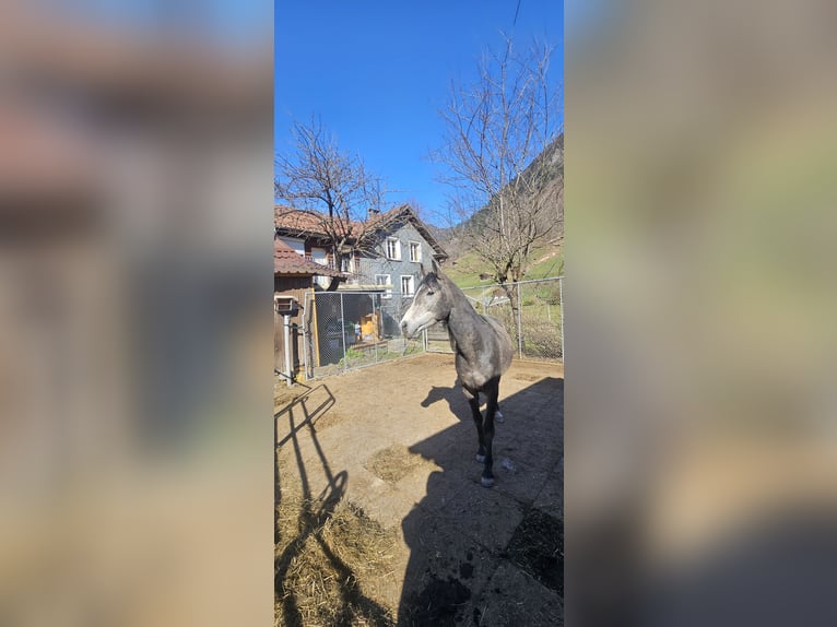 Arabo Beduino (Asil) Stallone 5 Anni 148 cm Può diventare grigio in Matt