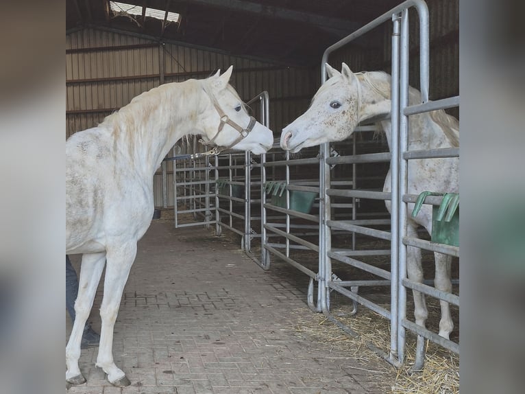 Arabo Beduino (Asil) Stallone 5 Anni 155 cm Grigio in Gersheim