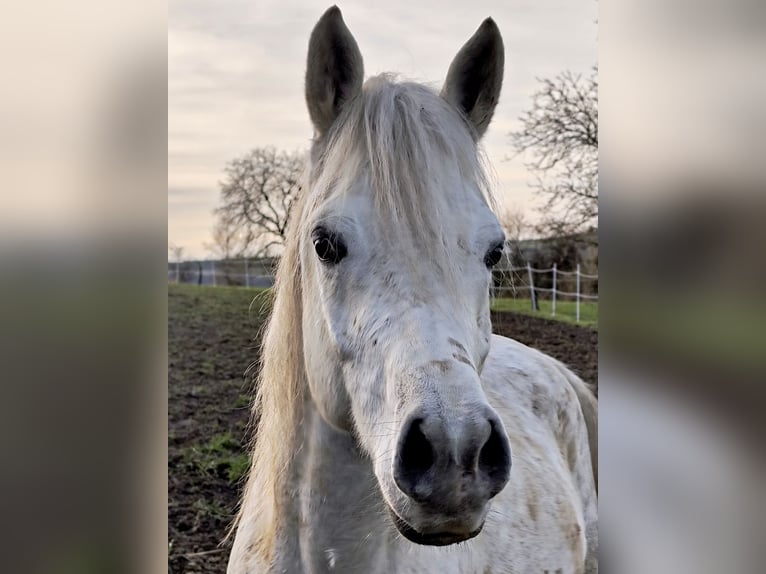 Arabo Beduino (Asil) Stallone 5 Anni 155 cm Grigio in Gersheim
