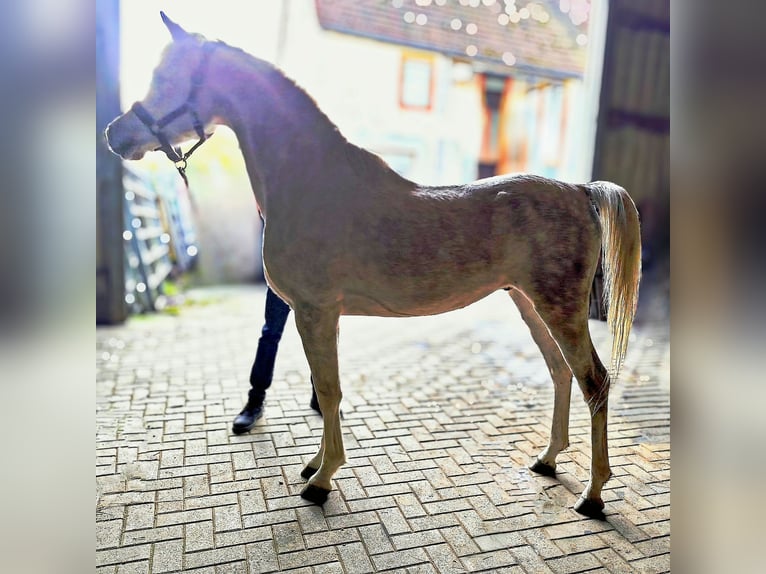 Arabo Beduino (Asil) Stallone 5 Anni 155 cm Grigio in Gersheim