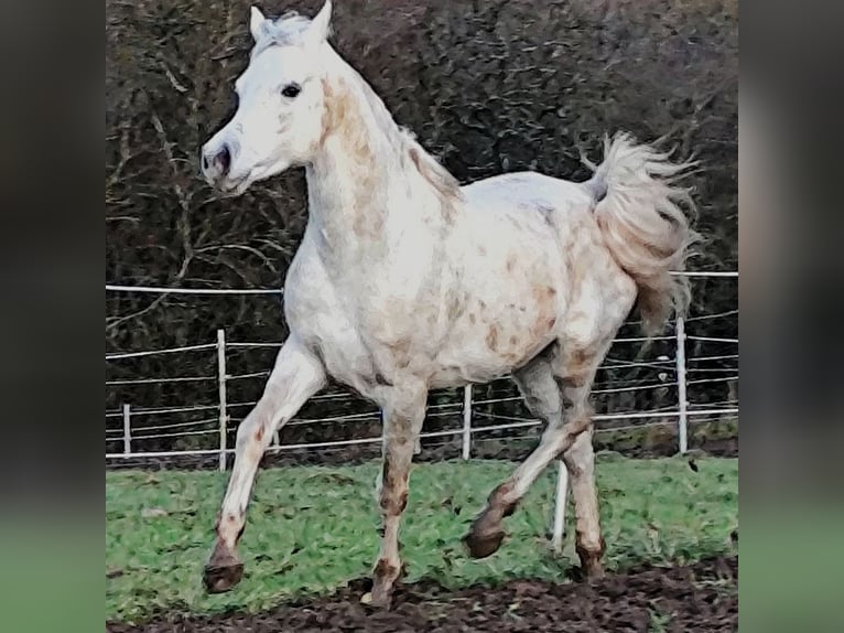 Arabo Beduino (Asil) Stallone 5 Anni 155 cm Grigio in Gersheim
