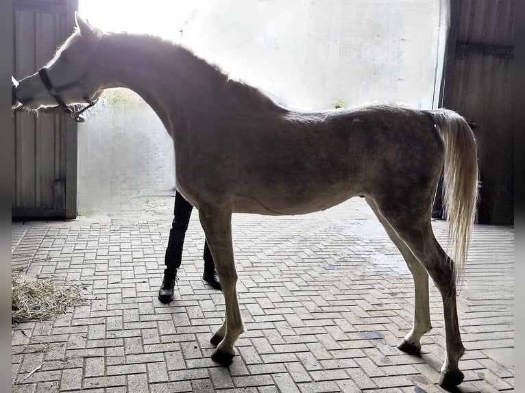 Arabo Beduino (Asil) Stallone 5 Anni 155 cm Grigio in Gersheim