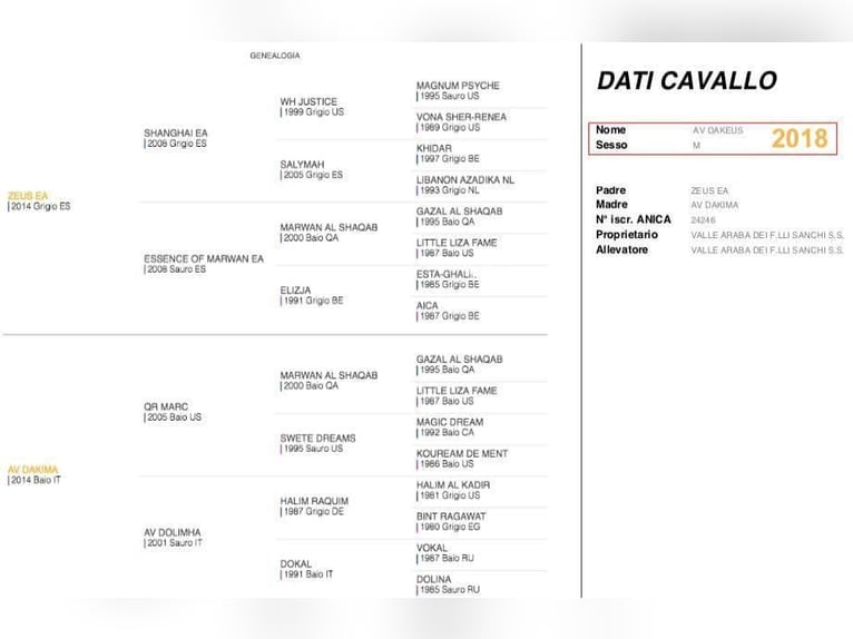 Arabo Beduino (Asil) Stallone 7 Anni 152 cm Grigio in Morciano Di Romagna