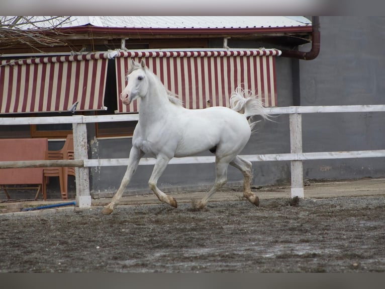 Arabo Beduino (Asil) Stallone 7 Anni 163 cm Bianco in Erzincan