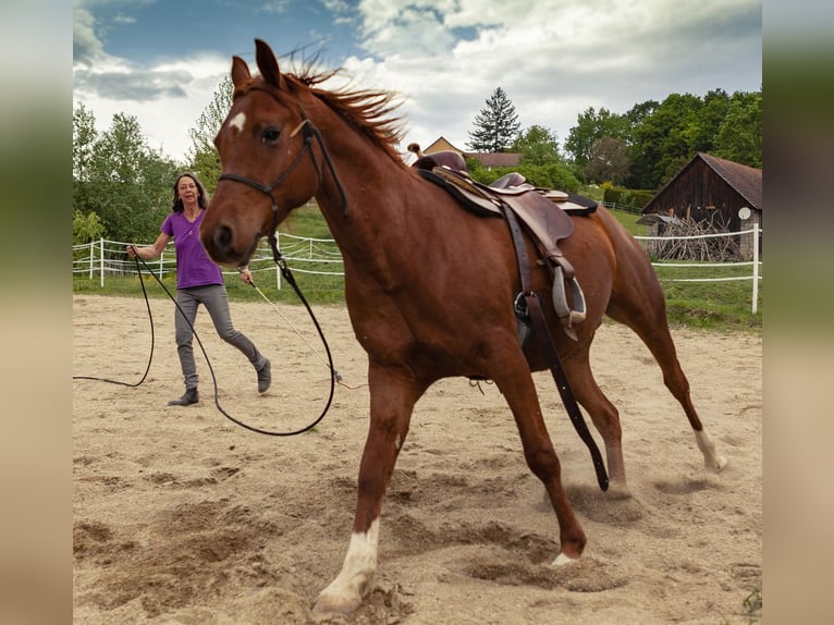 Arabo Berbero Castrone 12 Anni 149 cm Sauro in Neusiedl bei G&#xFC;ssing