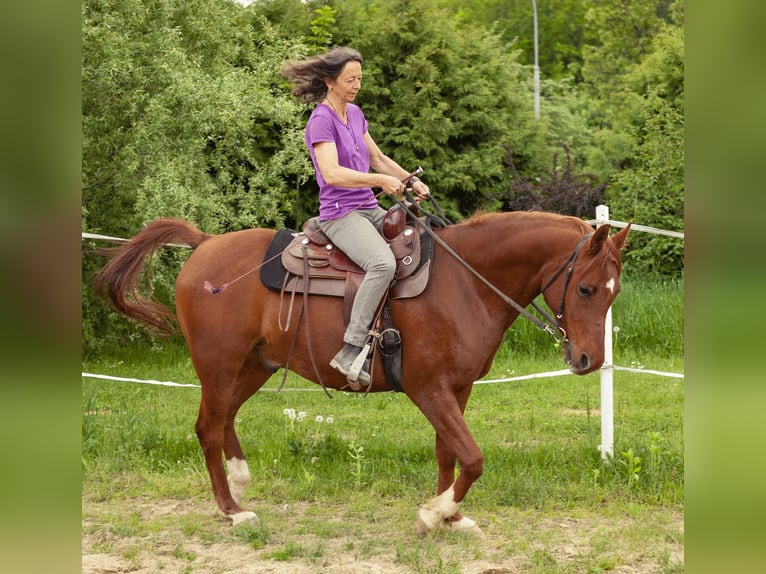 Arabo Berbero Castrone 12 Anni 149 cm Sauro in Neusiedl bei G&#xFC;ssing