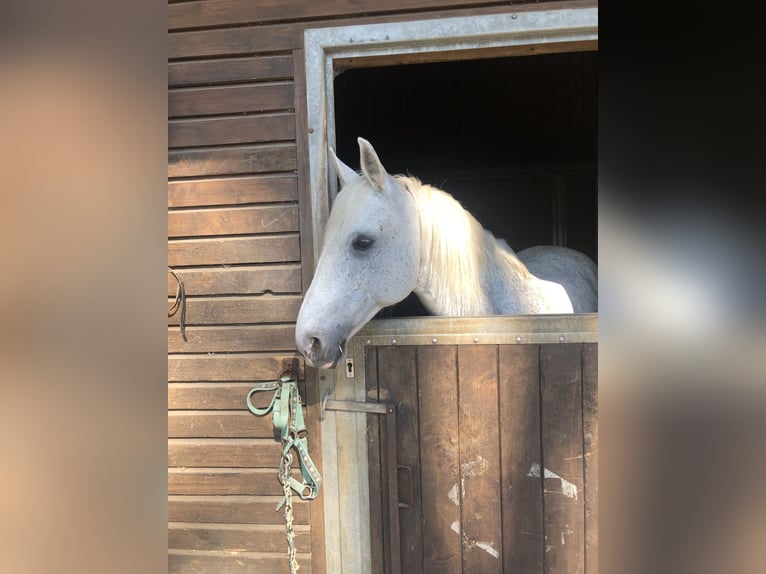 Arabo Berbero Castrone 15 Anni 150 cm Grigio pezzato in Köln