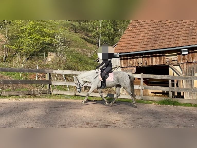 Arabo Berbero Mix Castrone 17 Anni Grigio in Schmidgaden