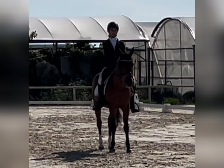 Arabo Berbero Castrone 20 Anni 140 cm Baio scuro in Balaguer