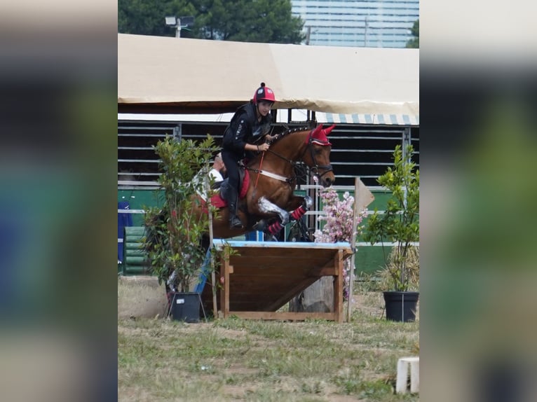 Arabo Berbero Castrone 20 Anni 140 cm Baio scuro in Balaguer