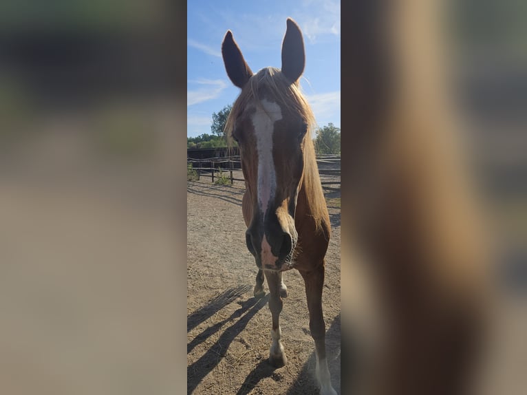 Arabo Berbero Castrone 23 Anni 160 cm Sauro in N&#xFC;rnberg