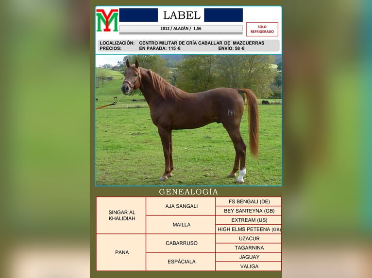 Arabo Berbero Castrone 3 Anni 140 cm Baio ciliegia in Ruente