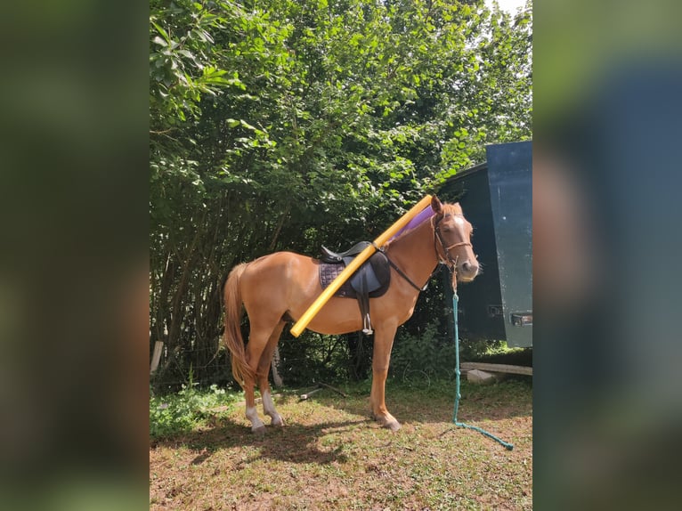 Arabo Berbero Castrone 3 Anni 140 cm Baio ciliegia in Ruente
