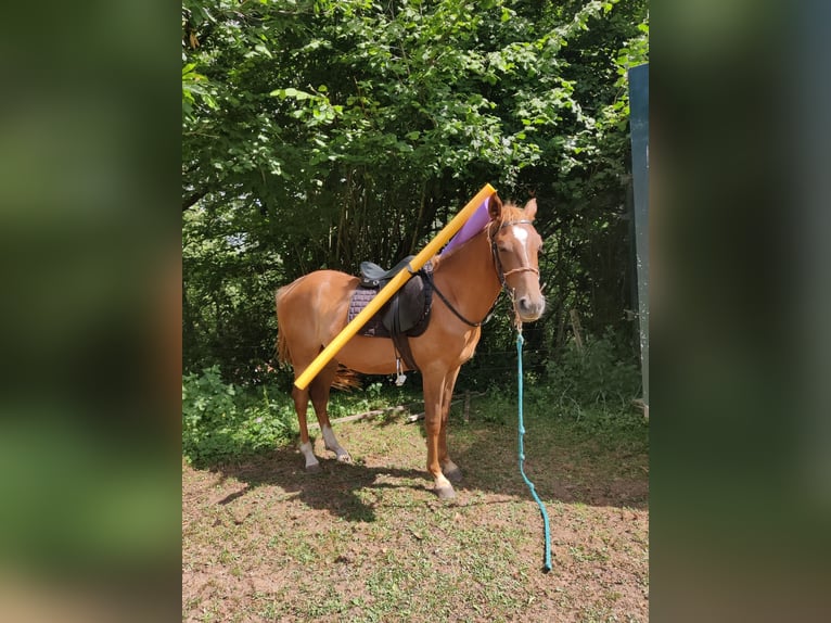 Arabo Berbero Castrone 3 Anni 140 cm Baio ciliegia in Ruente