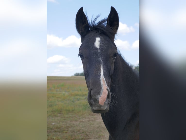 Arabo Berbero Mix Castrone 3 Anni Può diventare grigio in Kappe
