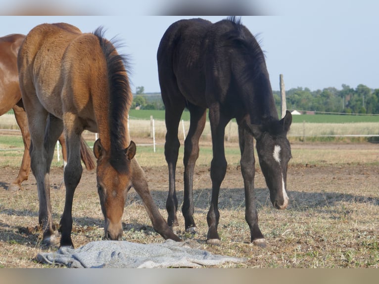 Arabo Berbero Mix Castrone 3 Anni Può diventare grigio in Kappe