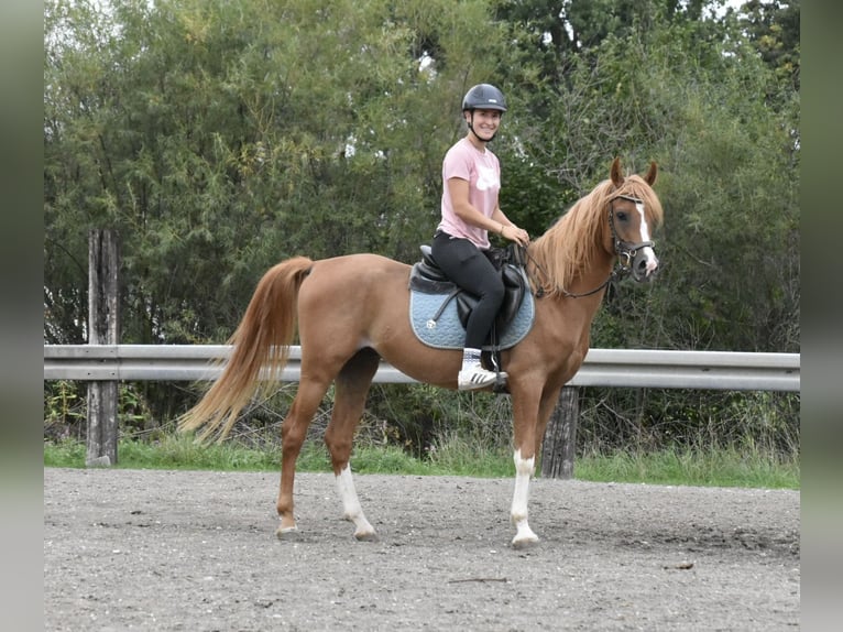 Arabo Berbero Castrone 4 Anni 150 cm Sauro in Arnstorf