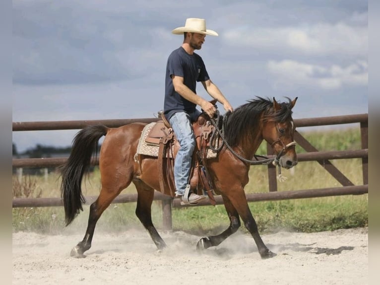 Arabo Berbero Mix Castrone 8 Anni 148 cm Baio in Waddeweitz Maddau