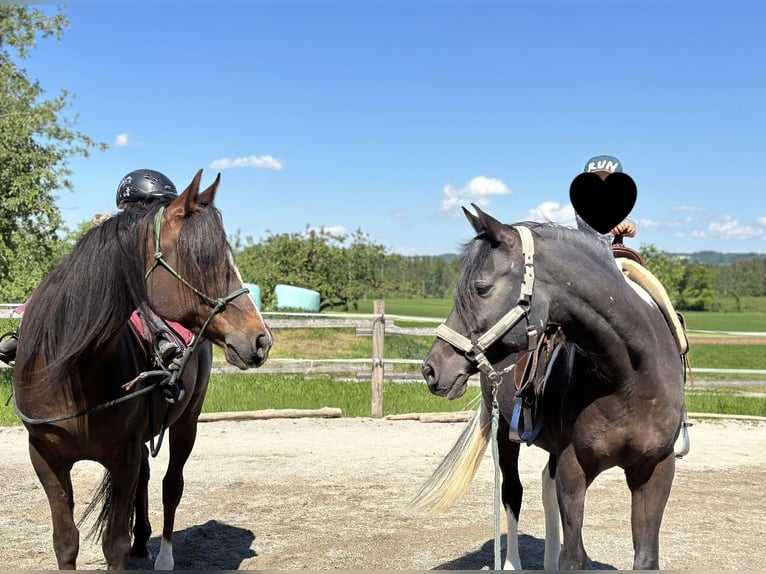 Arabo Berbero Castrone 8 Anni 155 cm Sauro in S&#xF6;chtenau