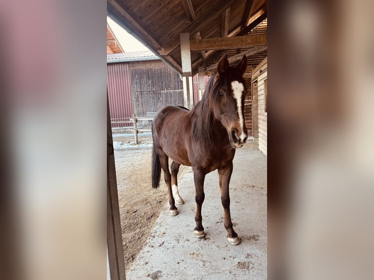 Arabo Berbero Castrone 9 Anni 155 cm Sauro scuro in Samerberg