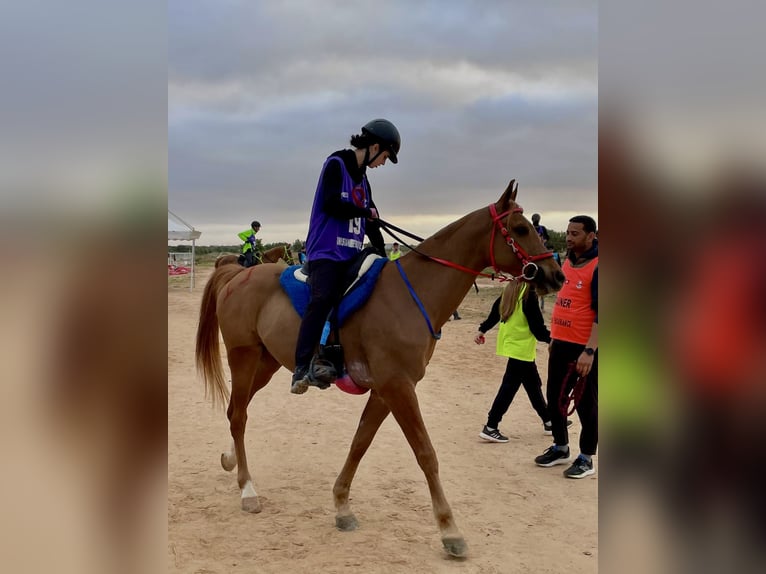 Arabo Berbero Castrone 9 Anni Sauro in Trignac