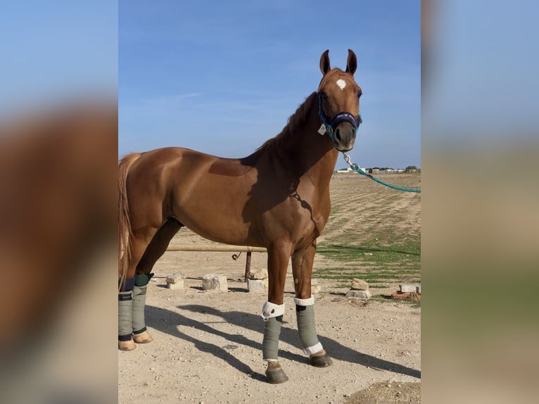 Arabo Berbero Castrone 9 Anni Sauro in Trignac