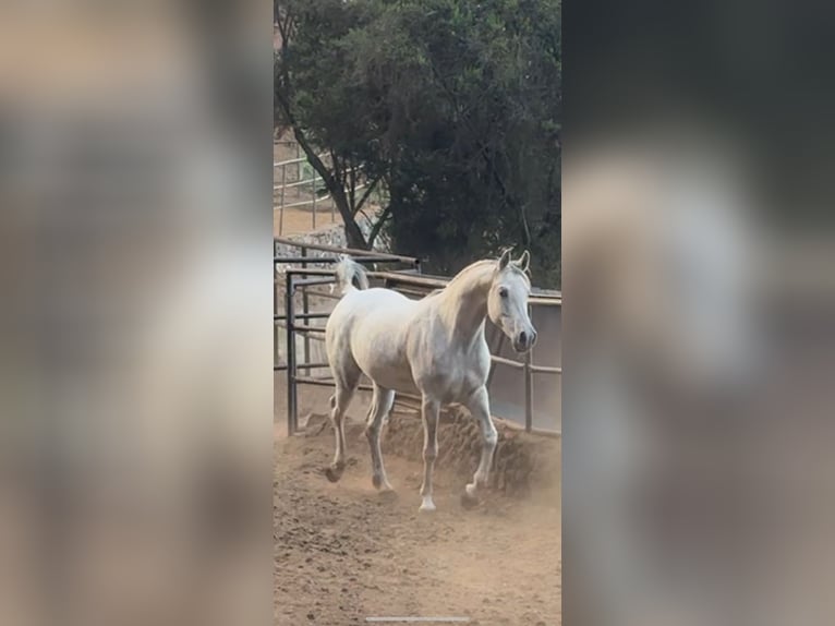 Arabo Berbero Giumenta 11 Anni 155 cm Grigio in ICOD DE LOS VINOS