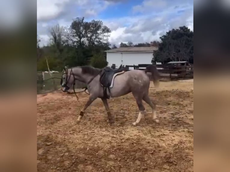 Arabo Berbero Giumenta 5 Anni 152 cm Grigio in Galaroza