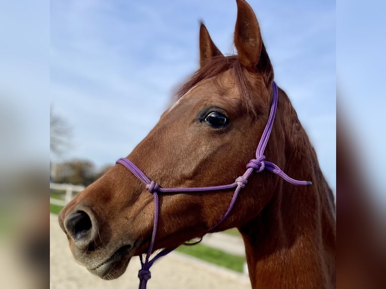 Arabo Berbero Giumenta 9 Anni 148 cm Sauro in Meißenheim