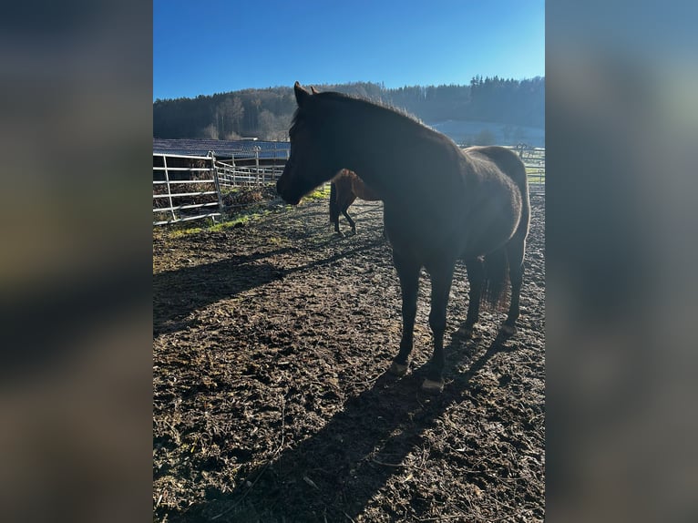 Arabo Berbero Mix Giumenta 9 Anni 150 cm Morello in Rohrdorf