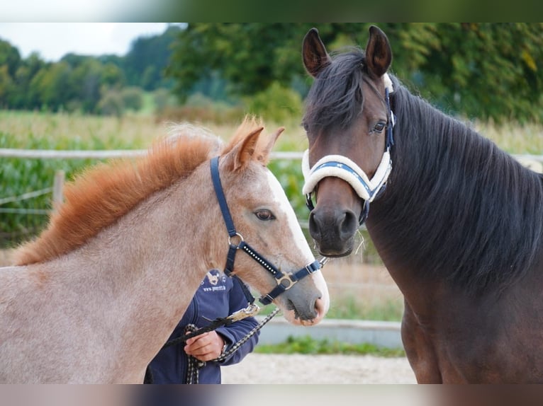 Arabo Berbero Giumenta Puledri (05/2025) 154 cm Grigio rossastro in Hohenstein Bernloch