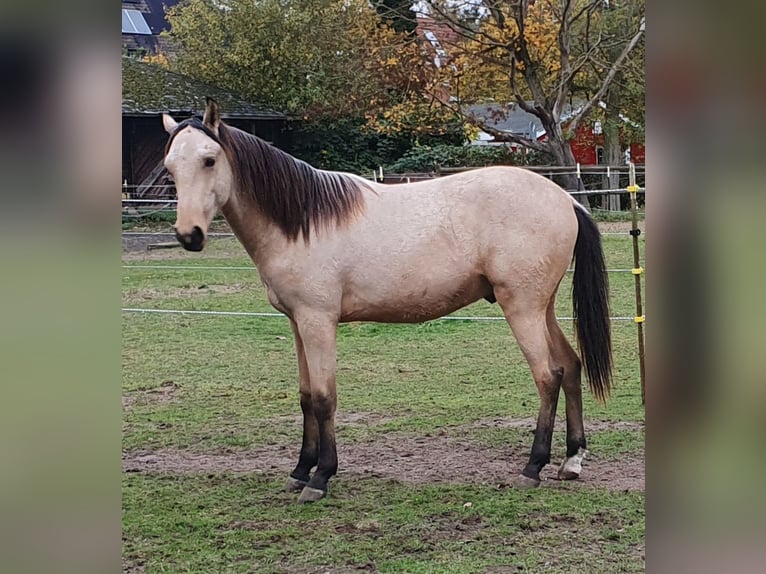 Arabo Berbero Stallone 1 Anno Pelle di daino in Ratekau