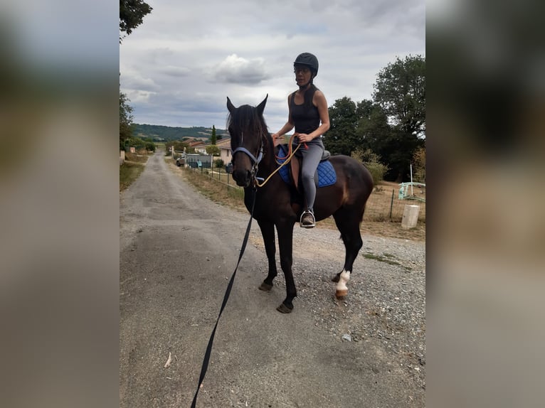 Arabo Berbero Stallone 3 Anni 153 cm Morello in Villecomtal sur arros