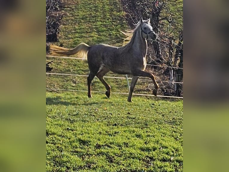 Arabo Berbero Stallone 3 Anni in Hardthausen am Kocher