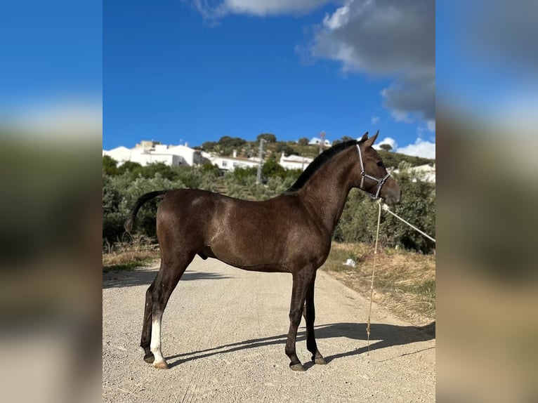 Arabo Berbero Mix Stallone Puledri (03/2026) 143 cm Grigio in El Saucejol