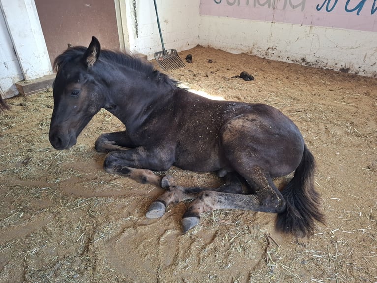 Arabo Berbero Stallone Puledri (05/2026) 160 cm Morello in Steinmaur