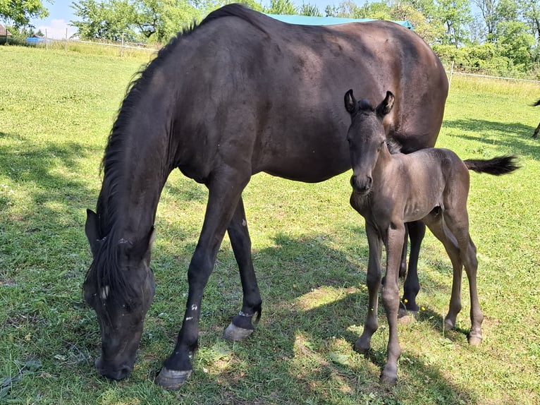 Arabo Berbero Stallone Puledri (05/2026) 160 cm Morello in Steinmaur