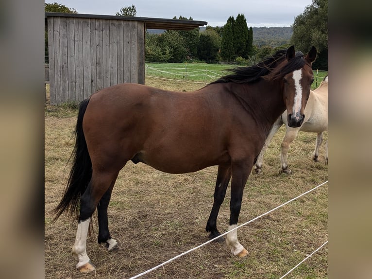 Arabo Egiziano Castrone 10 Anni 146 cm Baio in Coppenbr&#xFC;gge