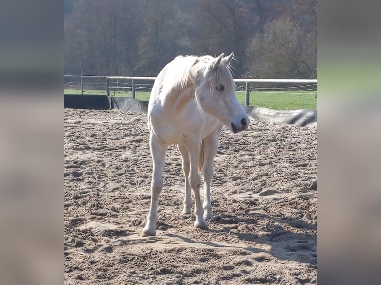 Arabo Egiziano Castrone 11 Anni Grigio in Adelebsen