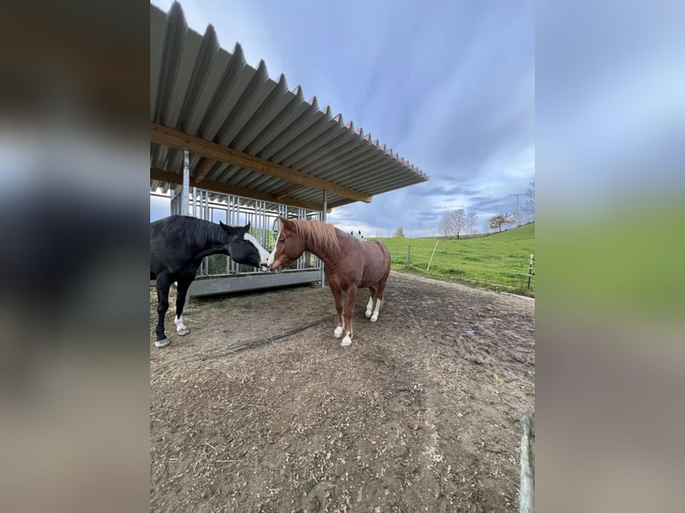 Arabo Egiziano Mix Castrone 13 Anni 148 cm Sauro in Leutkirch im Allgäu