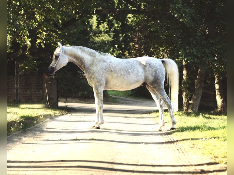 Arabo Egiziano Castrone 13 Anni 155 cm Grigio in Hartenholm
