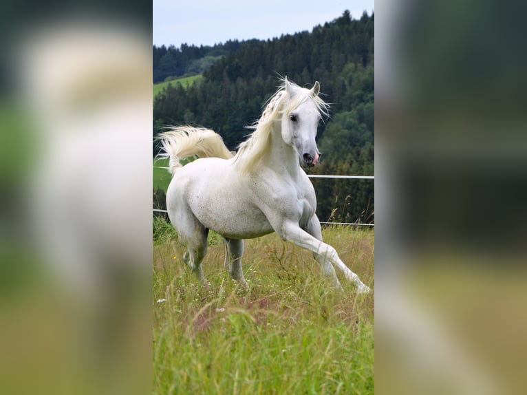 Arabo Egiziano Castrone 14 Anni 150 cm Grigio trotinato in Neumarkt am Wallersee